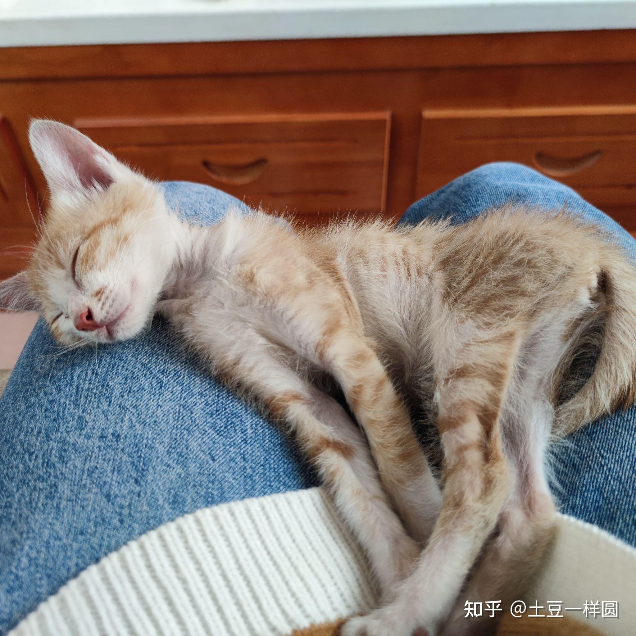 体型瘦长的猫图片