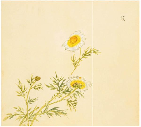《诗经》里87种唯美植物,你知道它们长什么样吗? - 知乎