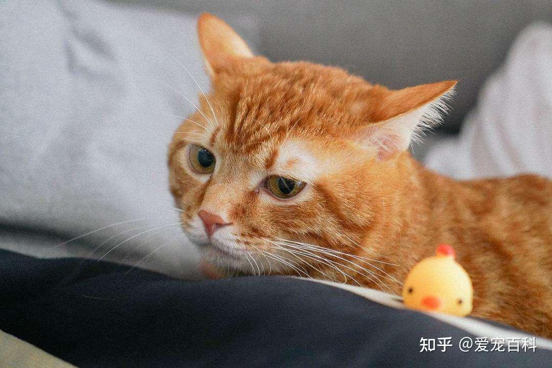 “多摸”橘猫身上这些地方,会让它更开心,很多宠主不知道 - 知乎