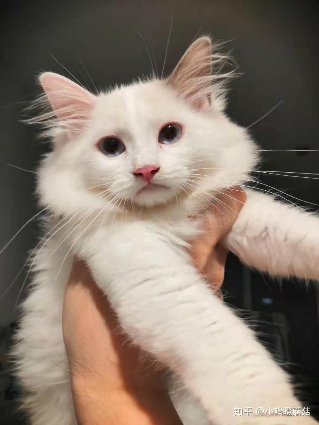布偶猫小时候脸上纯白长大后会有面具吗