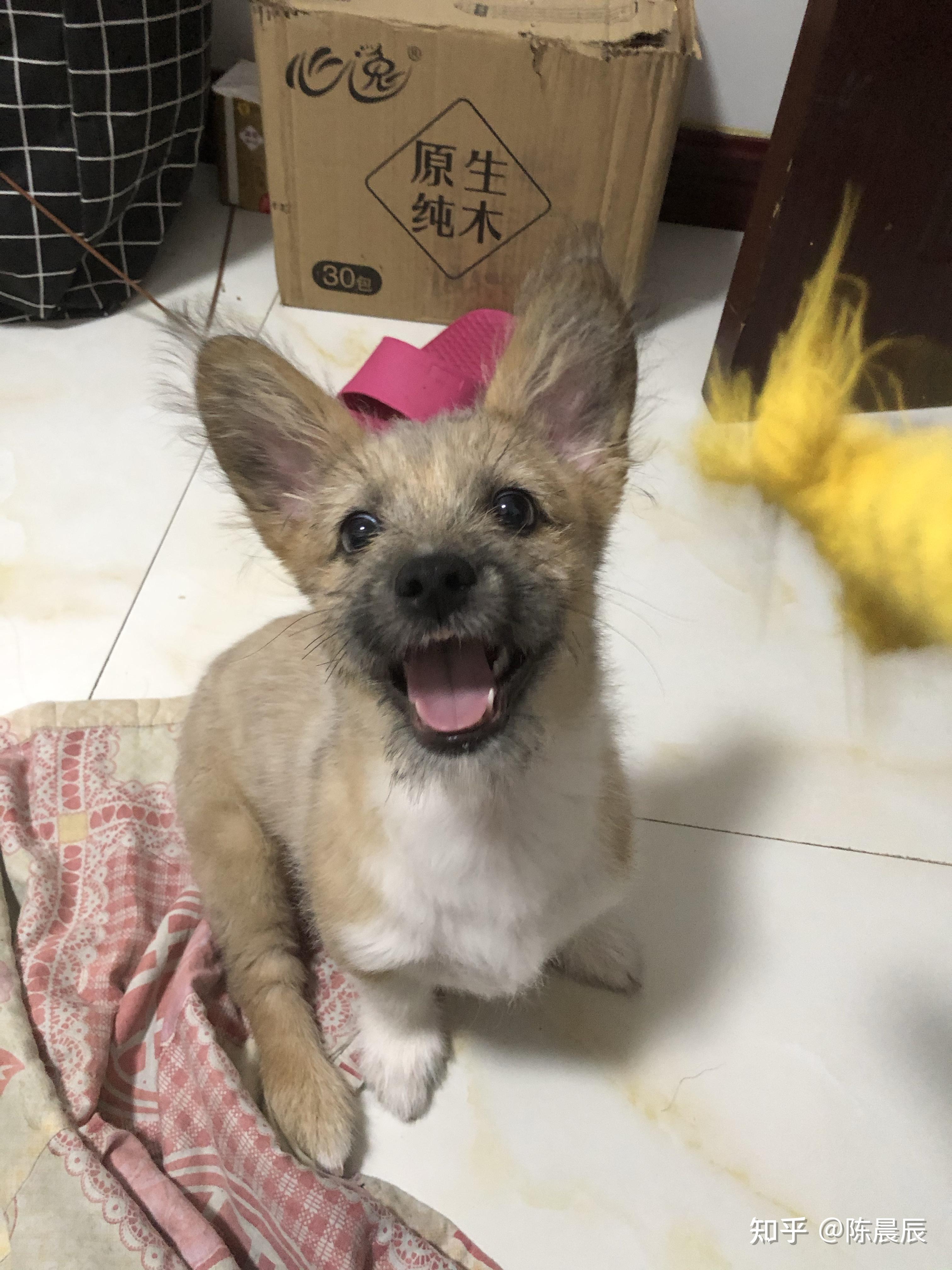 柯基和雪纳瑞的串什么样黄色的? - 知乎