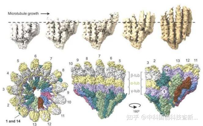 微管形成机制新进展:开启抗癌药物研发新篇章 - 知乎