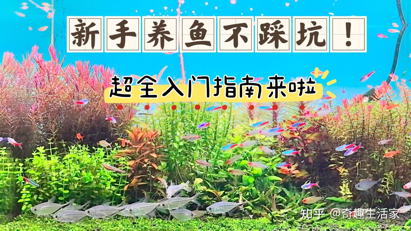 🎉新手养鱼不踩坑!超全入门指南来啦 - 知乎