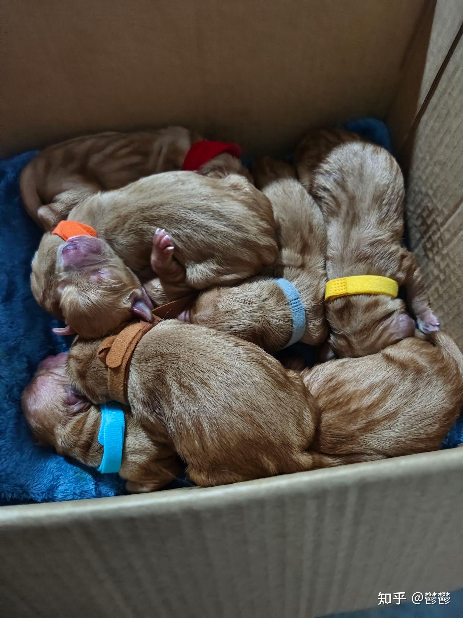 刚出生的金毛是怎样的有图吗