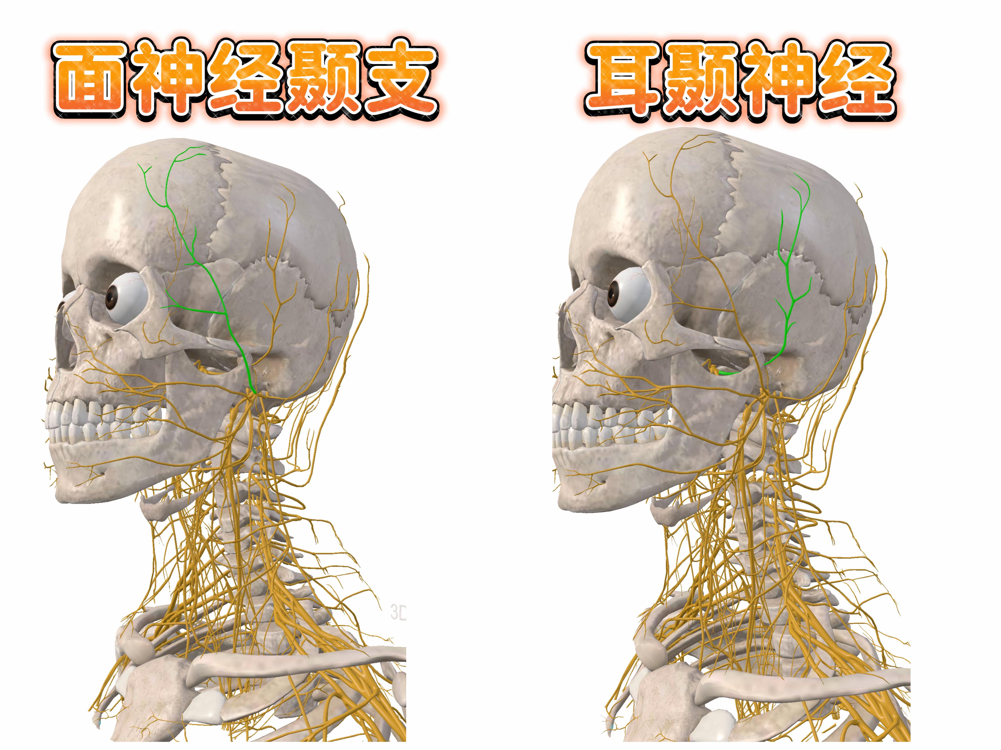 面神经走行示意图图片