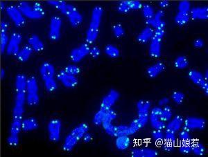 新的研究发现:端粒、线粒体与癌症存在一定的联系 - 知乎
