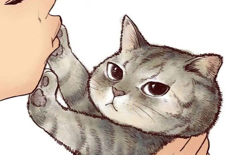 我对猫毛过敏，是不是永远不能养猫了？ - 知乎