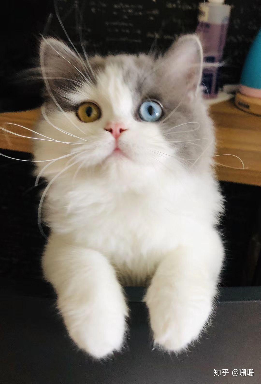 有人试过布偶猫和蓝猫配种的吗