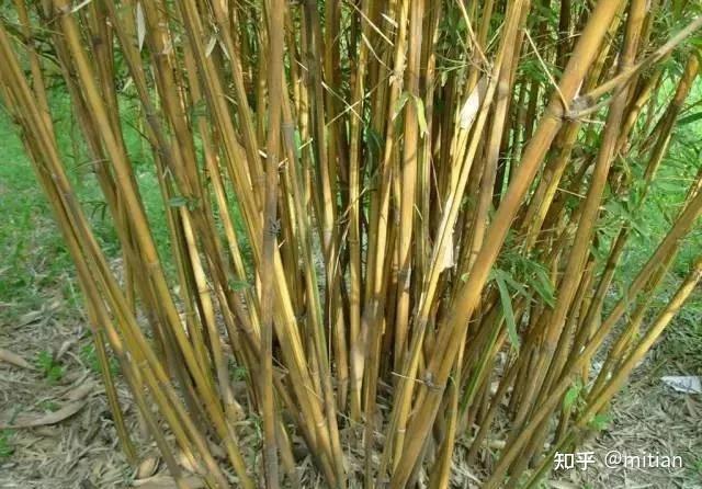 竹类植物识别图鉴(超全),值得珍藏! - 知乎