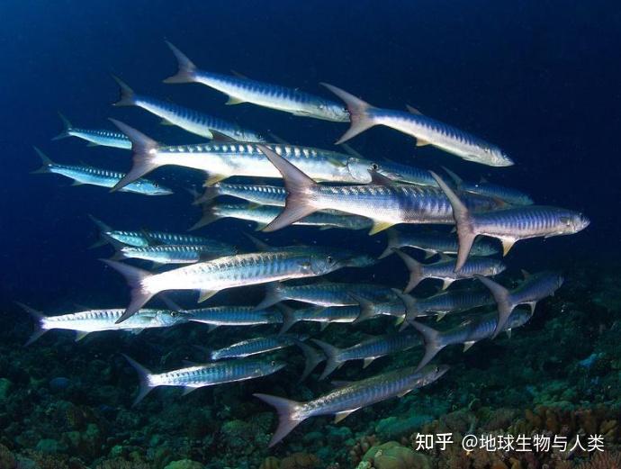 【鱼类全系列】海鲢高群—北梭鱼目 - 知乎