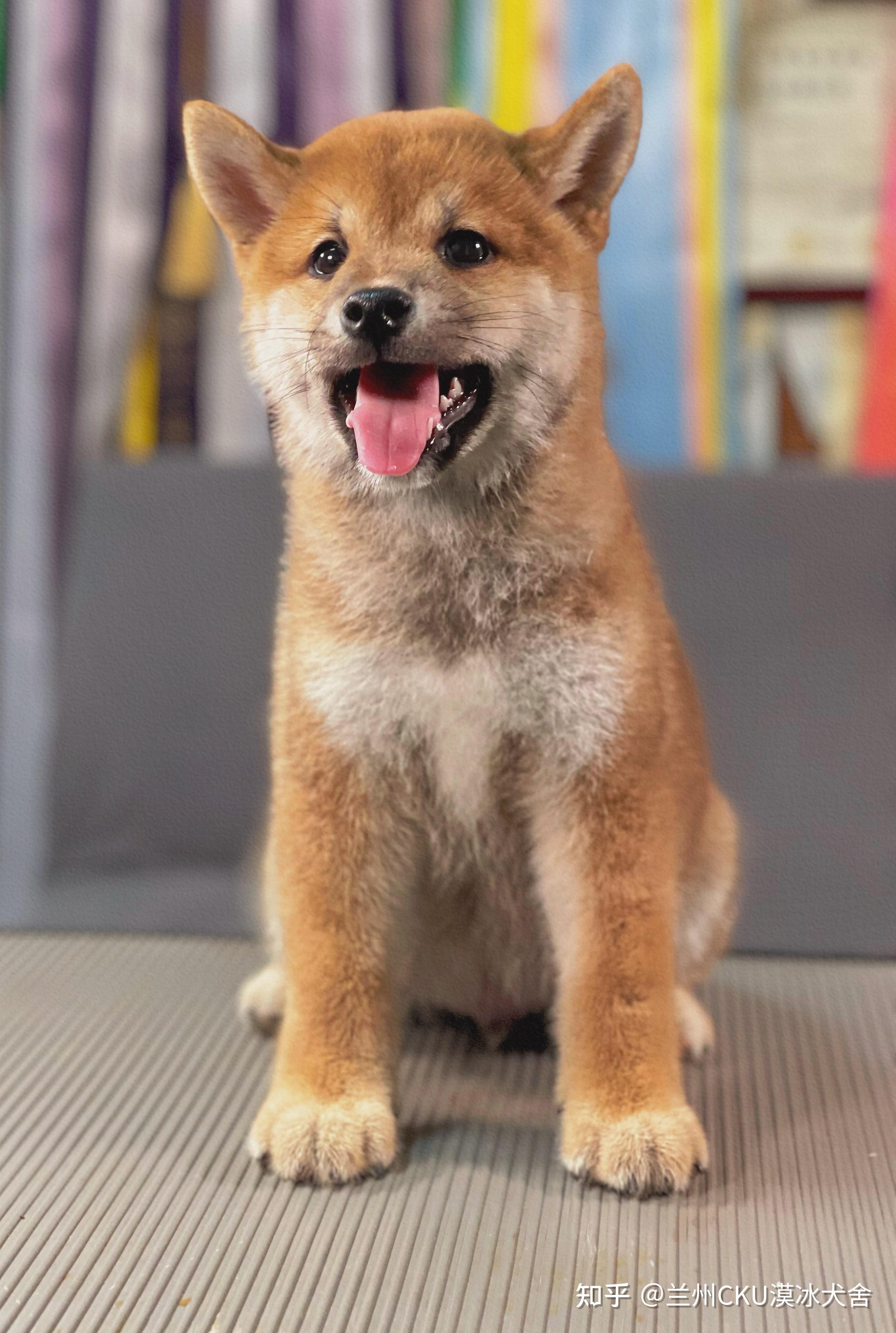 请问柴犬这种黑豆豆眉毛正常吗? - 知乎