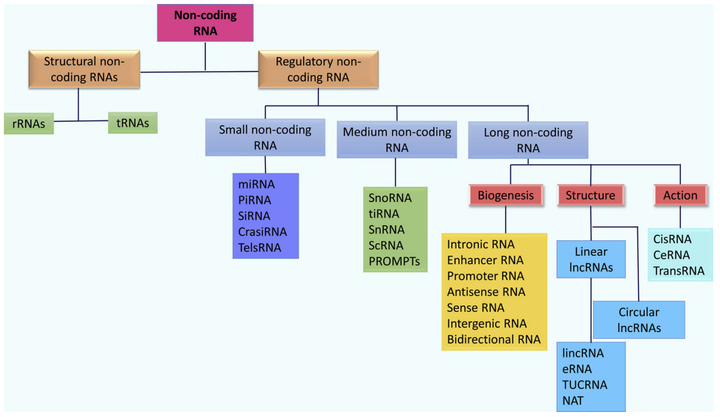 非编码RNA - 知乎