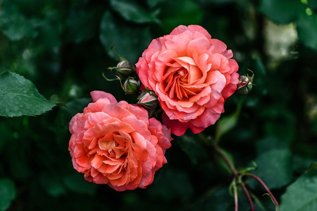 3. 立夏室内植物