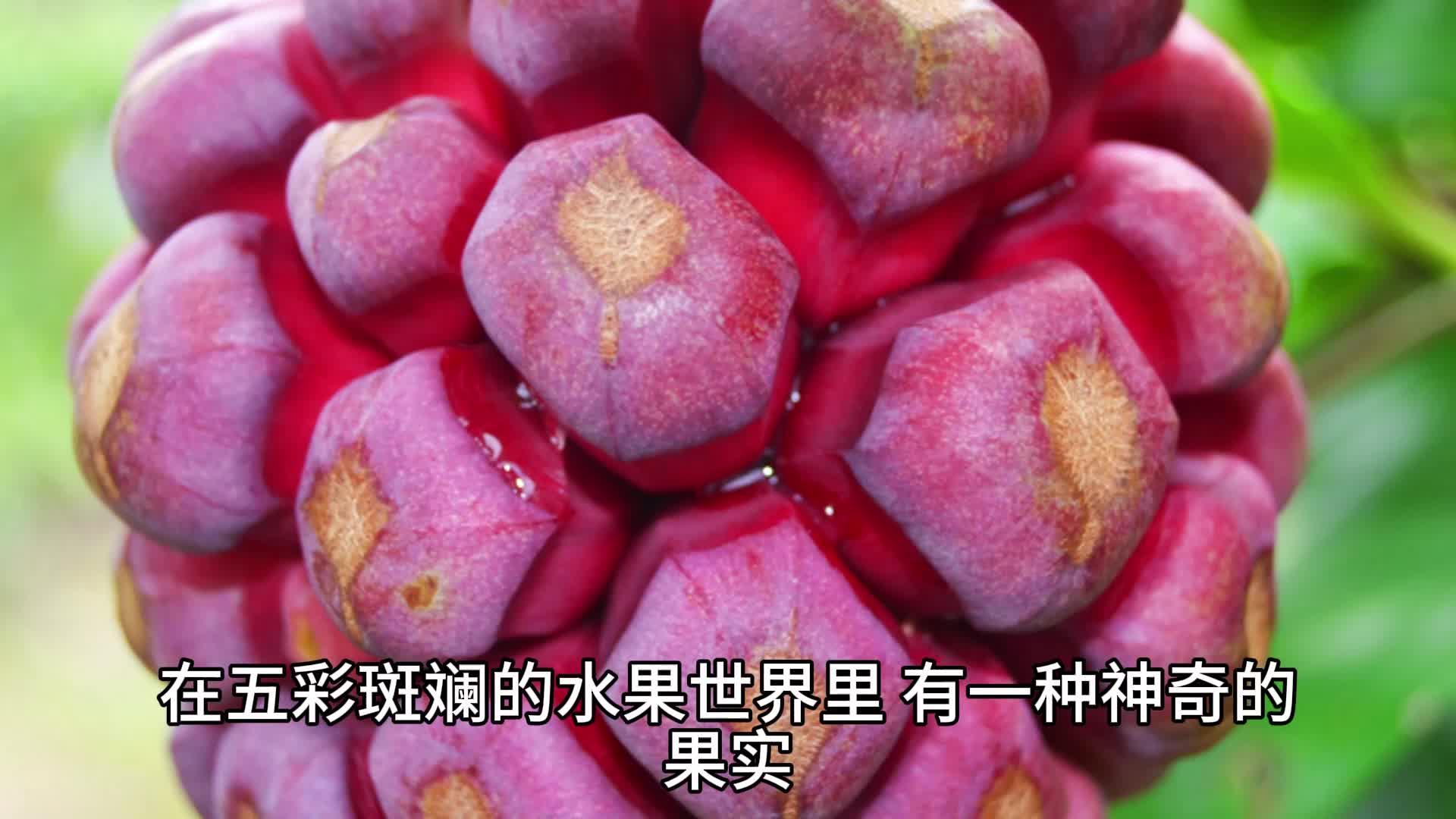 一吃就拉屎的水果(一吃就拉屎的水果火龙果) 一吃就拉屎的水果(一吃就拉屎的水果火龙果)