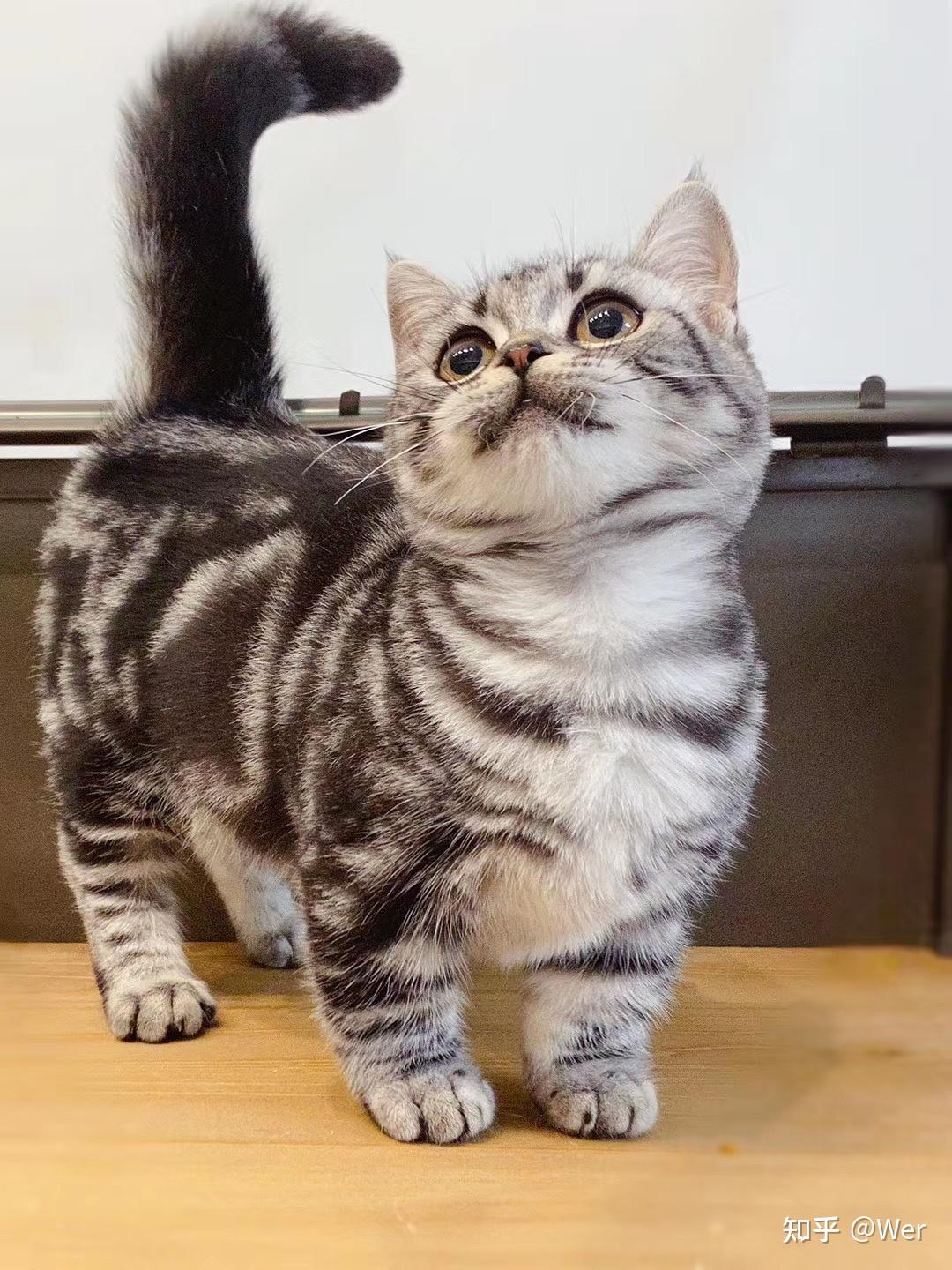银虎斑猫和银渐层的区别是什么,养哪种好? - 知乎