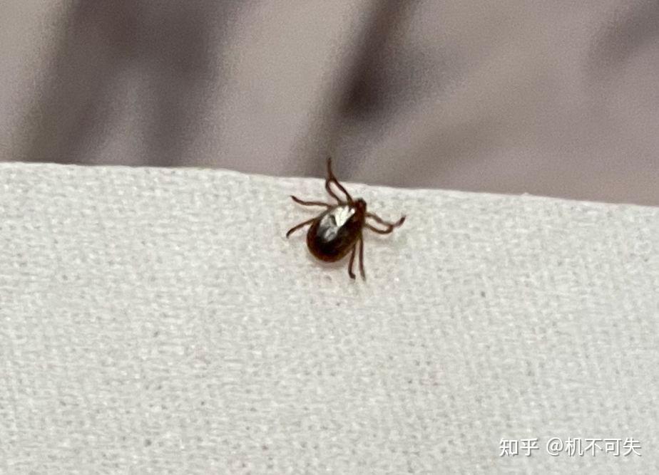 请问这个是拟裸蛛甲还是蜱虫? - 知乎