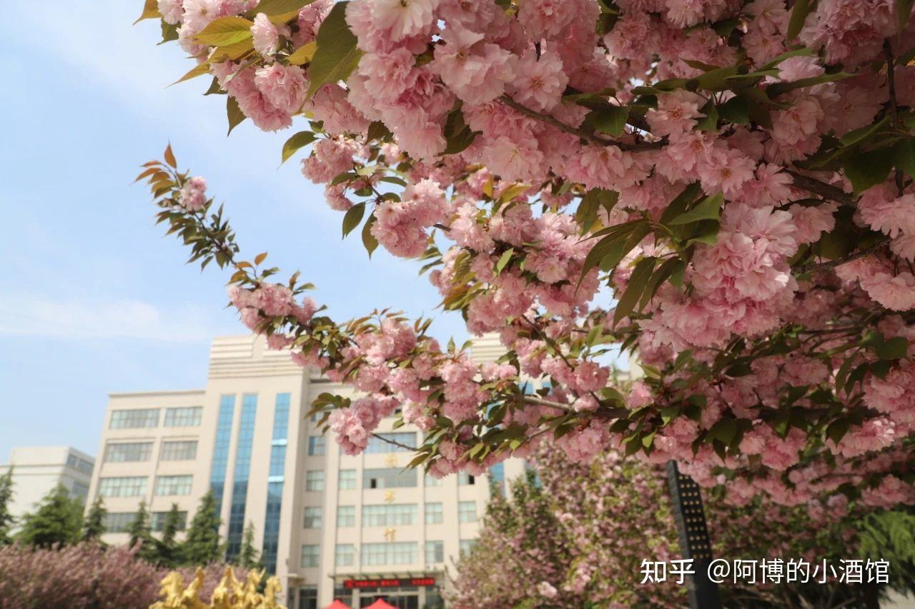 郑州澍青医学高等专科学校的校园环境如何