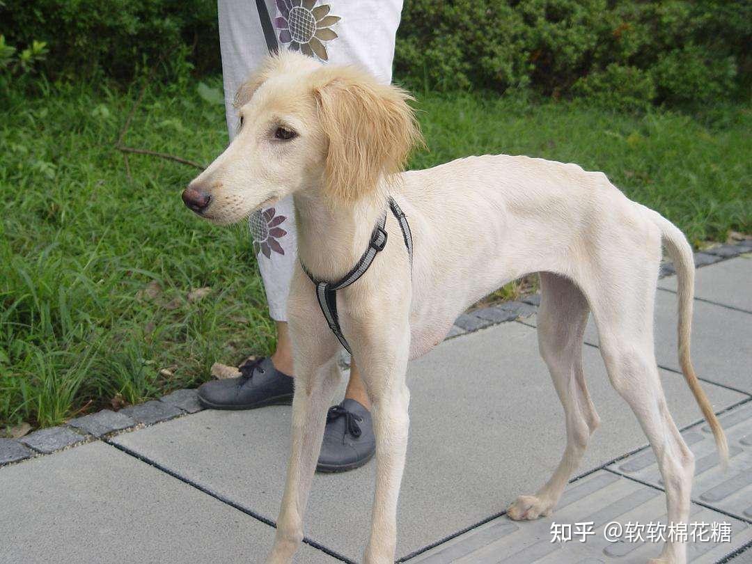 为什么中国细犬数量稀有? - 知乎