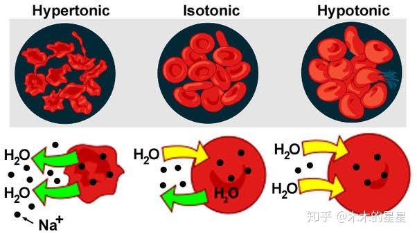 為什麼哺乳動物的成熟紅細胞一般沒有細胞核