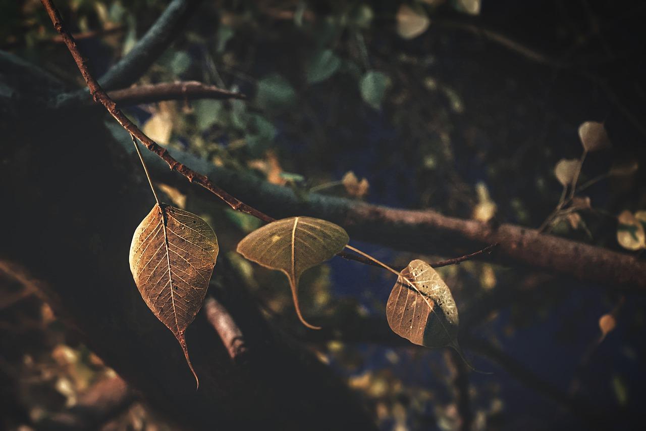 4. 三七叶市场行情