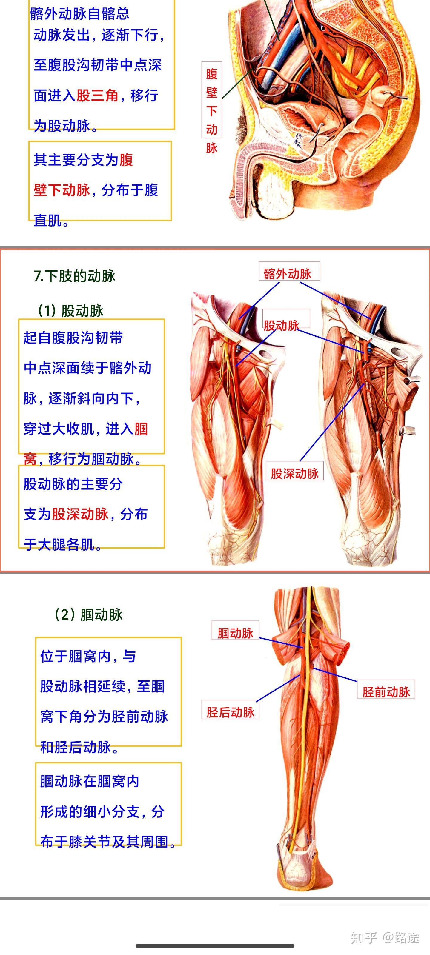 腹股沟镰 联合腱图片