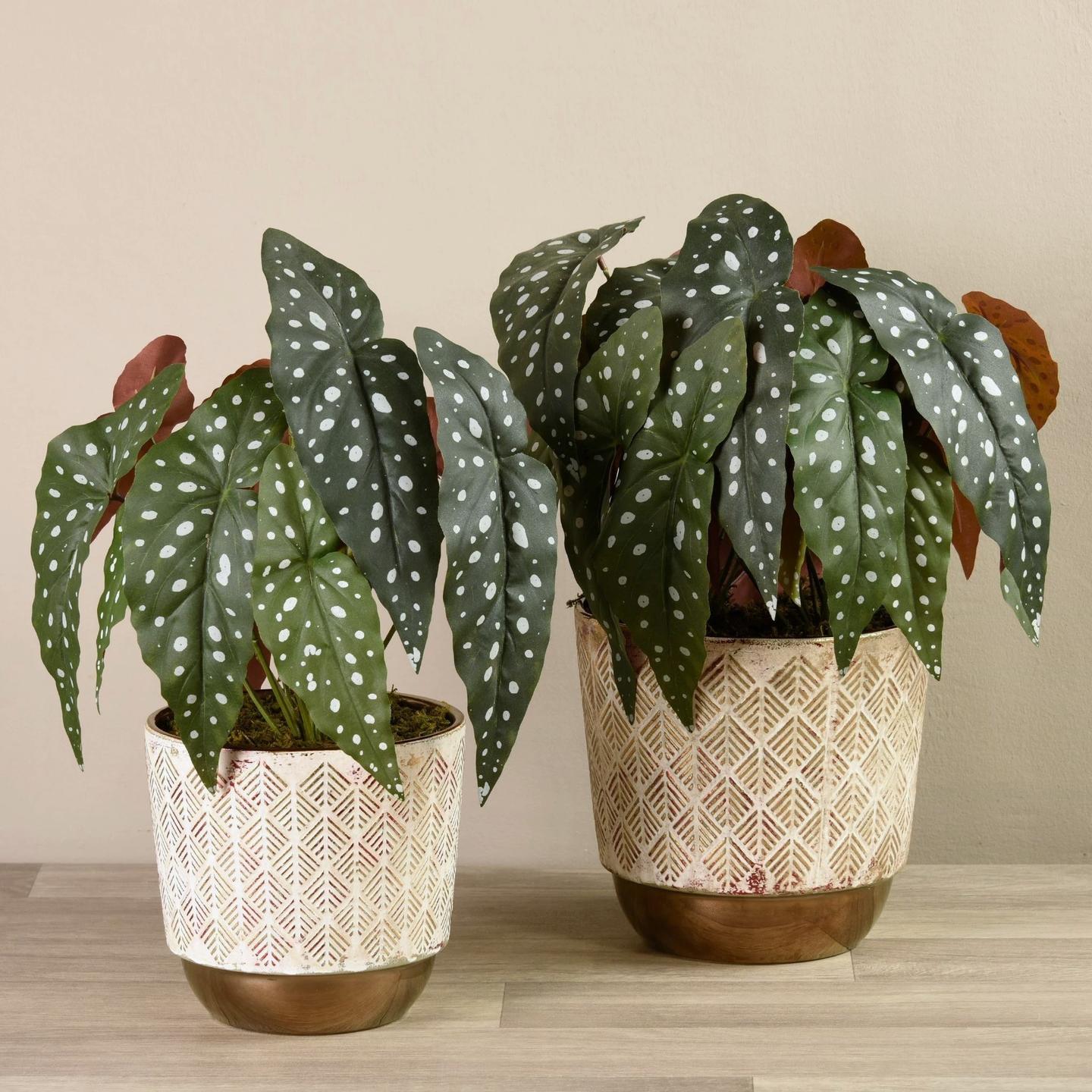 一图识别 竹节秋海棠 知乎