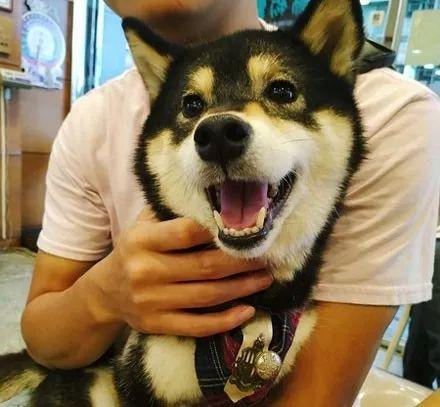 狗砸第一次看到胎动时的反应...哈哈哈哈心疼这些大傻狗！ - 知乎