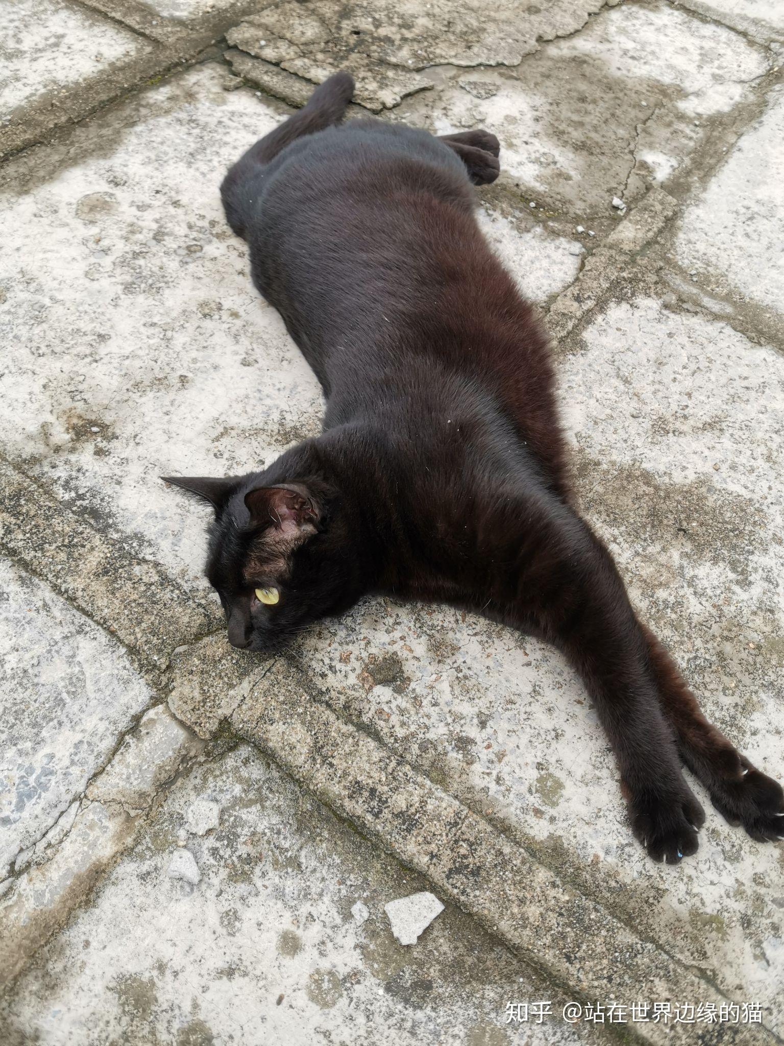 什么是玄猫，什么样的人适合养玄猫，有什么禁忌吗？ - 知乎