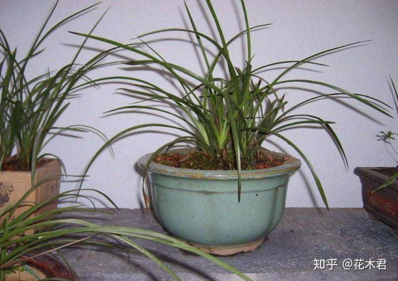 兰花用什么花盆栽植最好?高低深浅如何选? - 知乎
