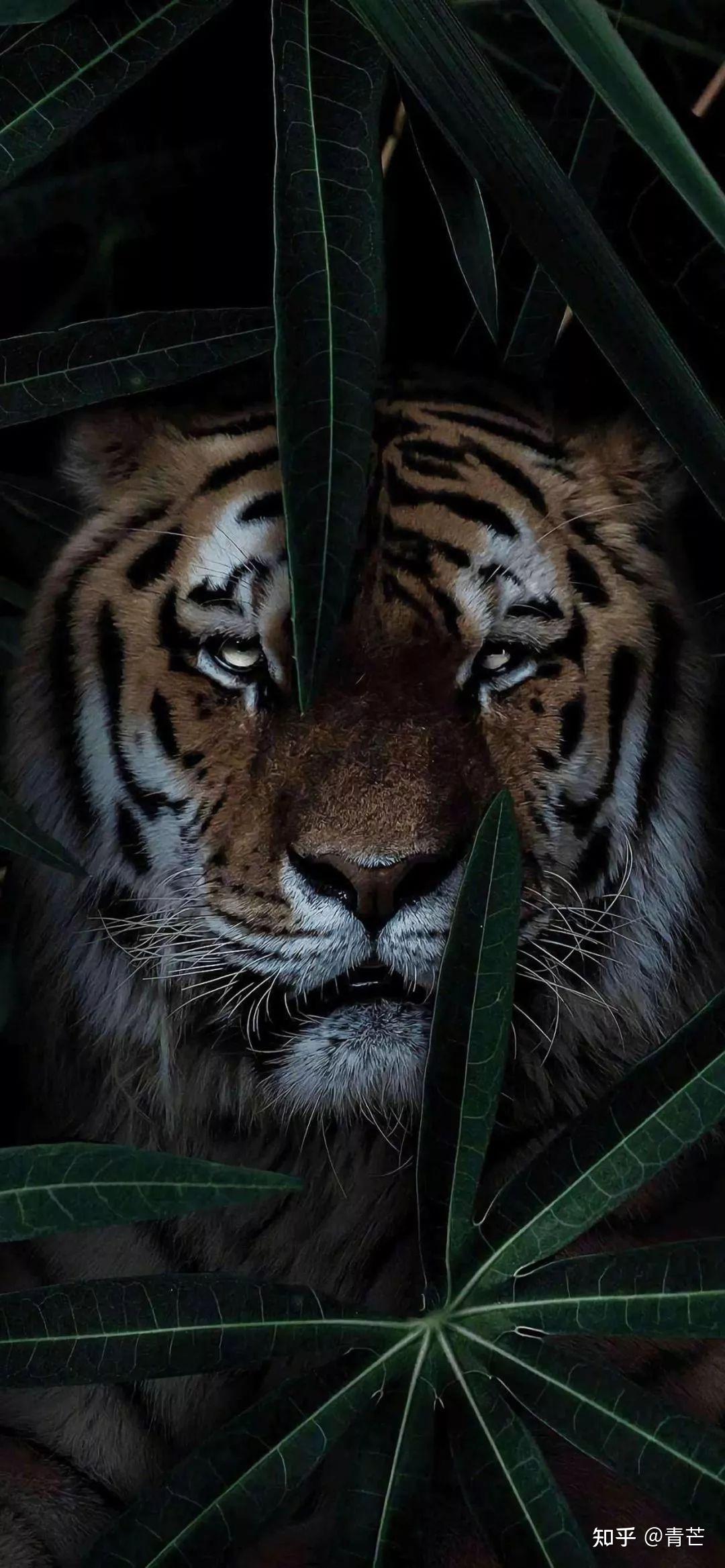 有没有哪位朋友可以发些关于老虎的高清无水印壁纸的? - 知乎