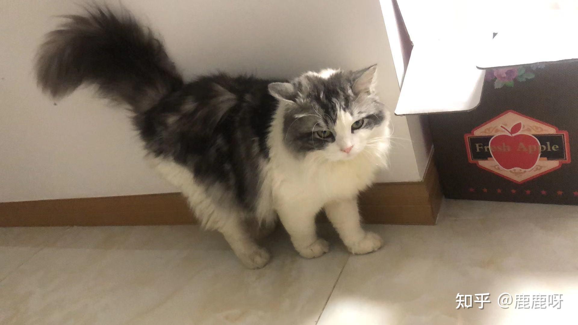 起司猫弟弟和布偶猫妹妹配的是什么样子的? - 知乎