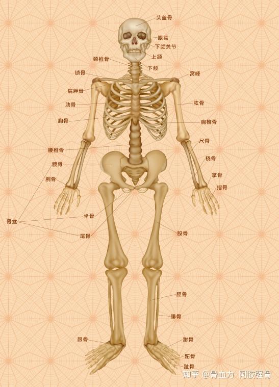 骨骼系统第2期——骨的结构与功能 - 知乎
