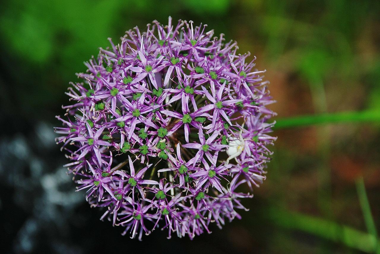 门口摆什么树好