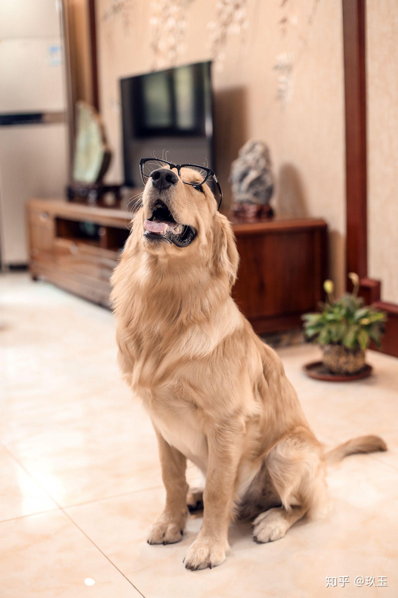 养一只大狗狗的基本开销是多少?