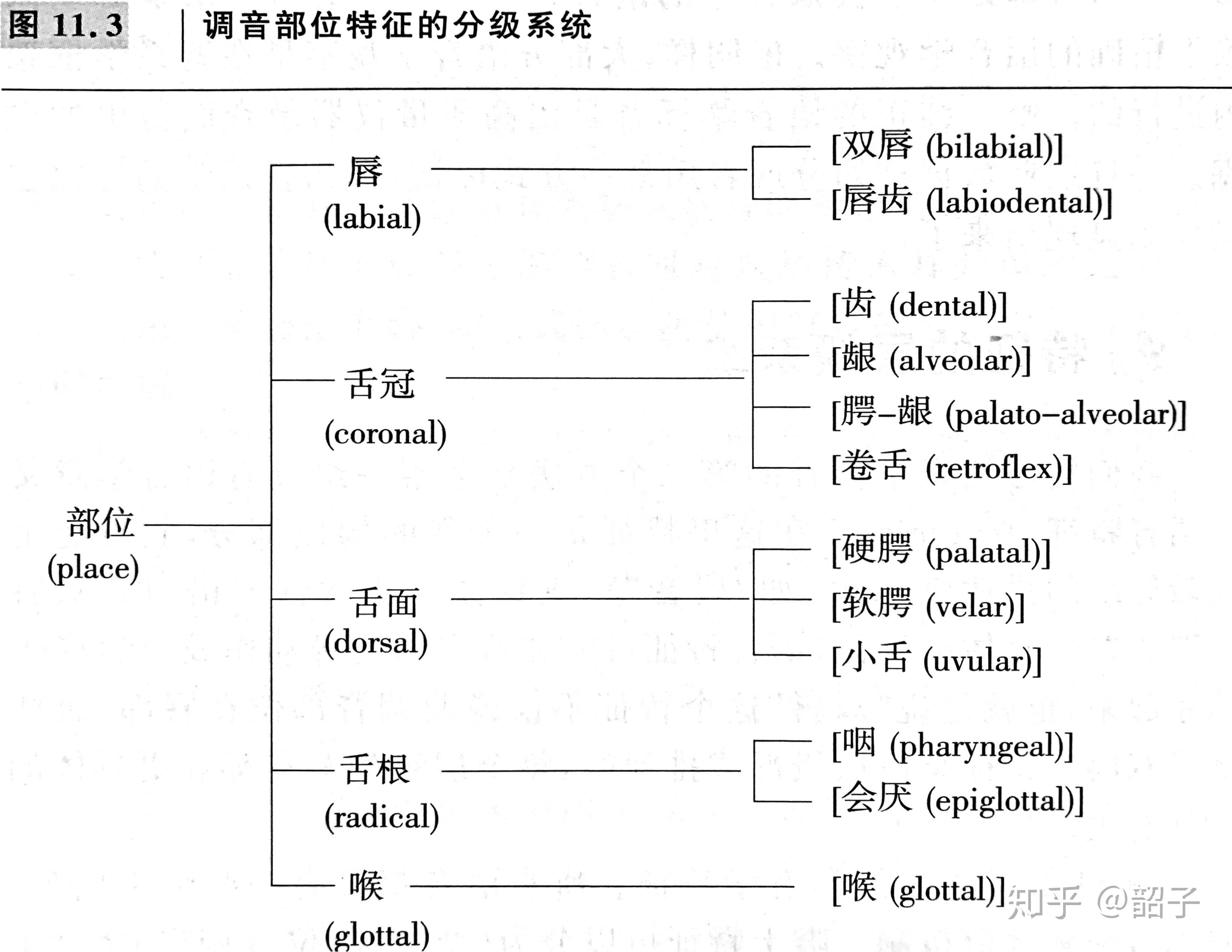 ‘卷舌音’与‘翘舌音’有何异同？ - 知乎