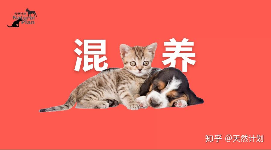 猫狗混养大法 - 知乎