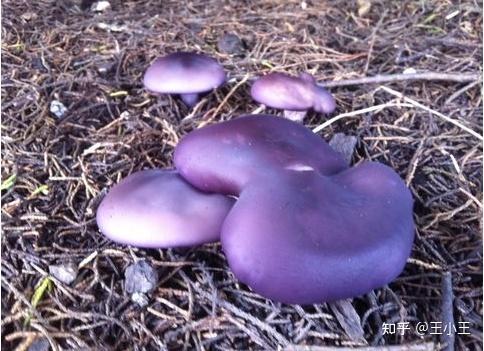 这种紫色的蘑菇有毒吗? 