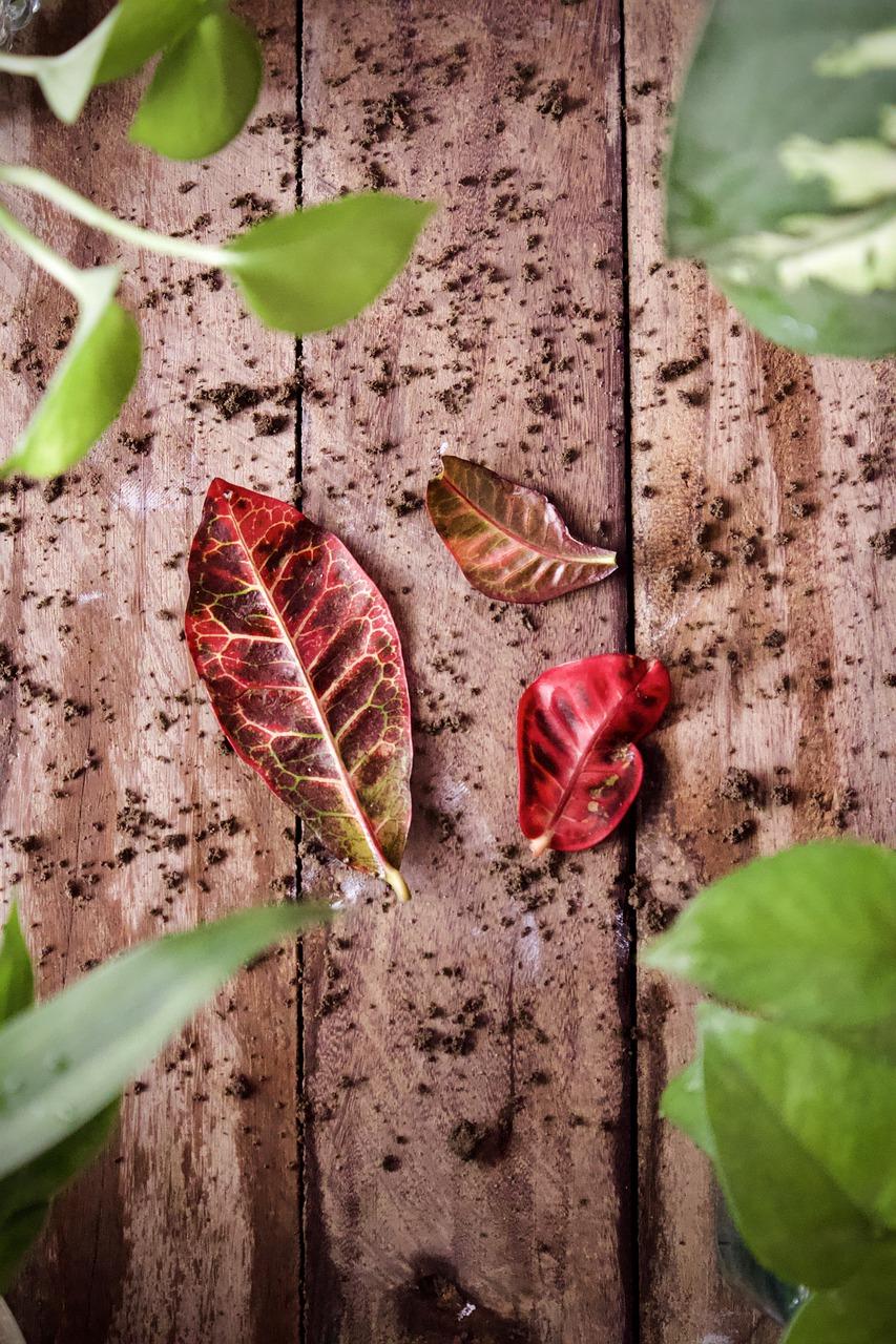 2. 阳台绿意盎然