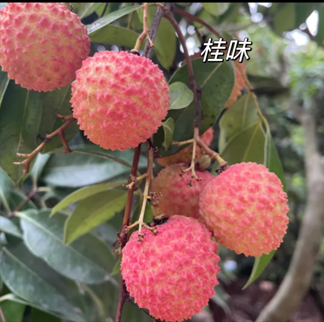 荔枝都有哪些种类,哪种口味最好吃? - 知乎