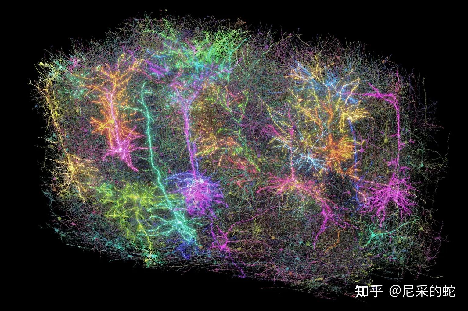史上最大脑图谱以惊人细节展示小鼠神经元 Biggest Brain Map Ever Shows Mouse Neurons in ...