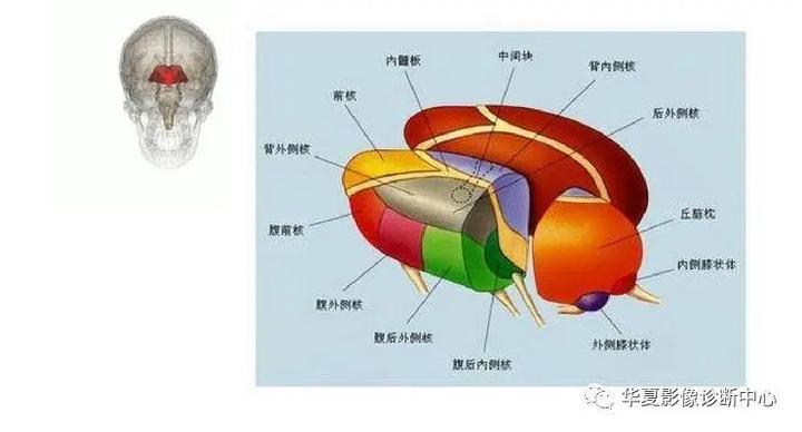 神经解剖-13-丘脑病损表现及定位诊断 - 知乎