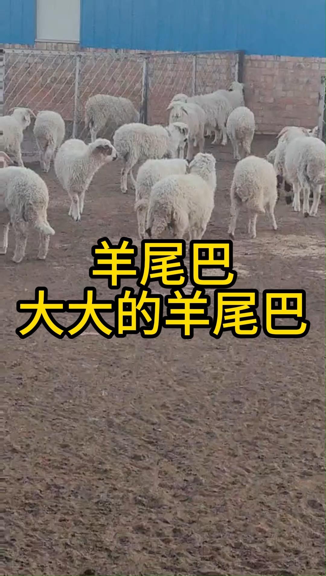 胡羊尾巴图片