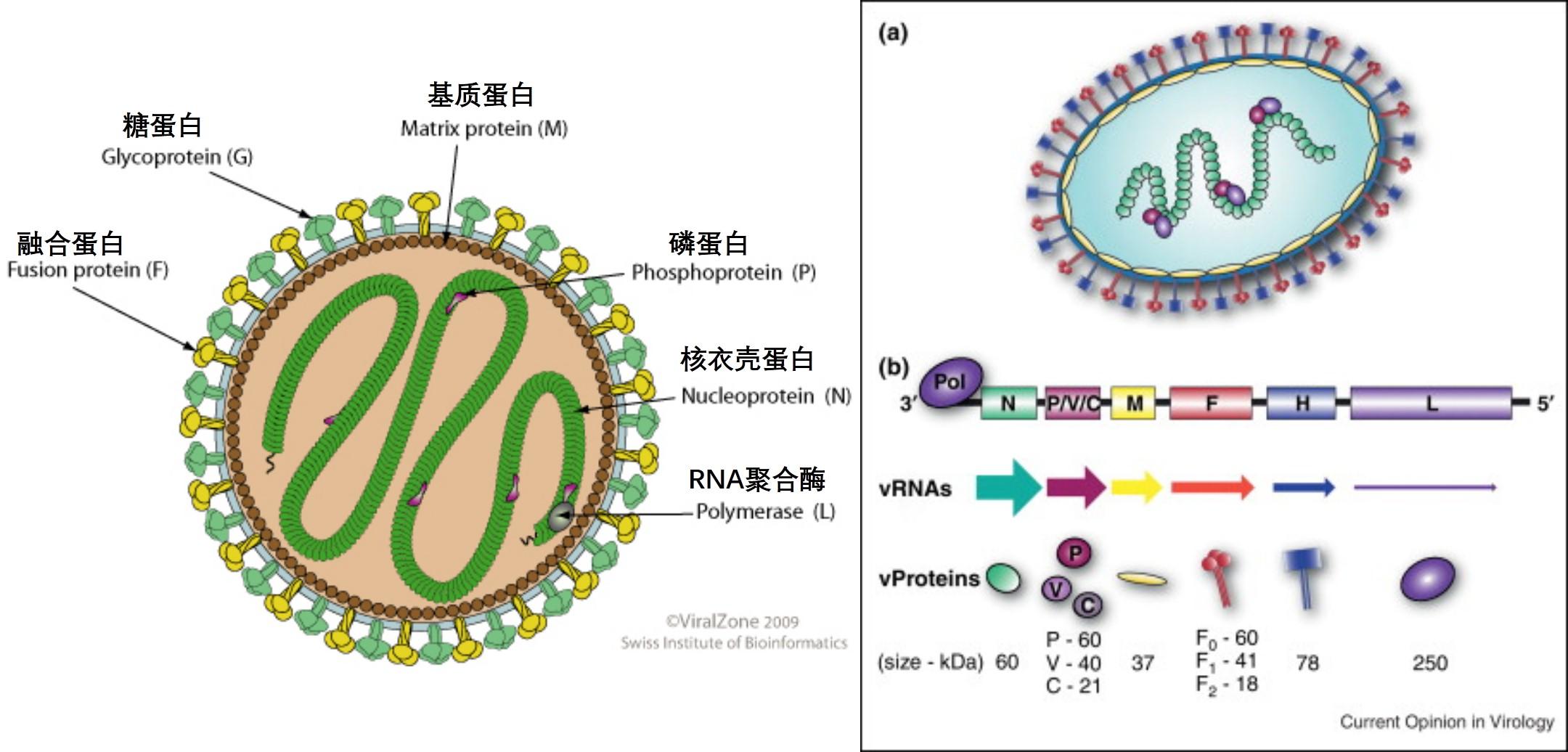 印度爆发尼帕病毒已致11死暂无可用疫苗这是种什么病毒
