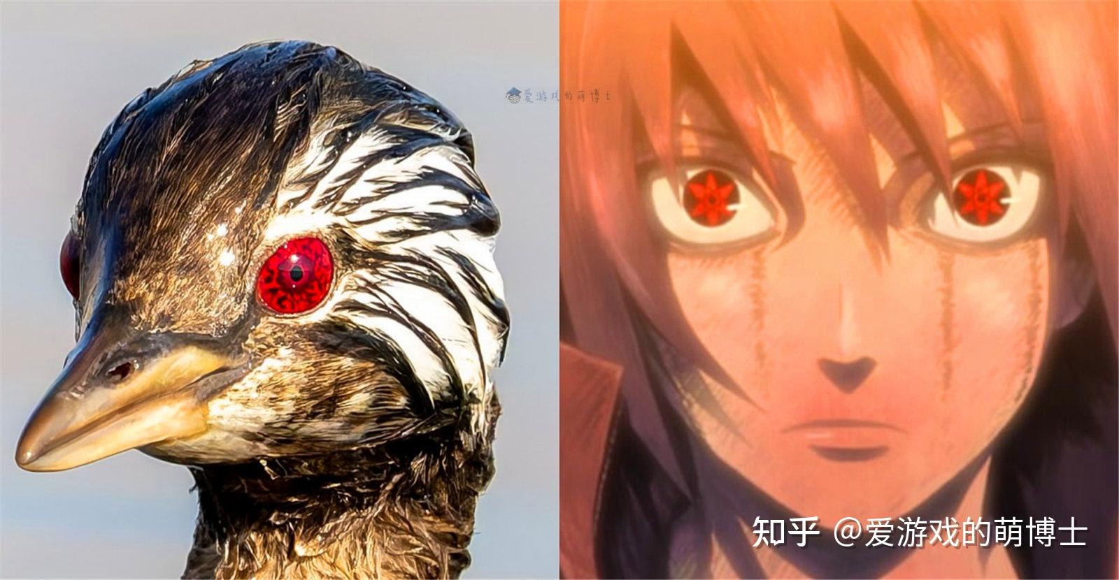 《火影忍者》别天神再现？南美鸟类自带写轮眼，网友：宇智波一族 - 知乎