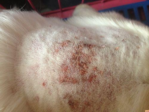 狗狗皮肤病怎么治疗是只萨摩耶