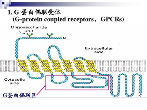 g蛋白偶联受体