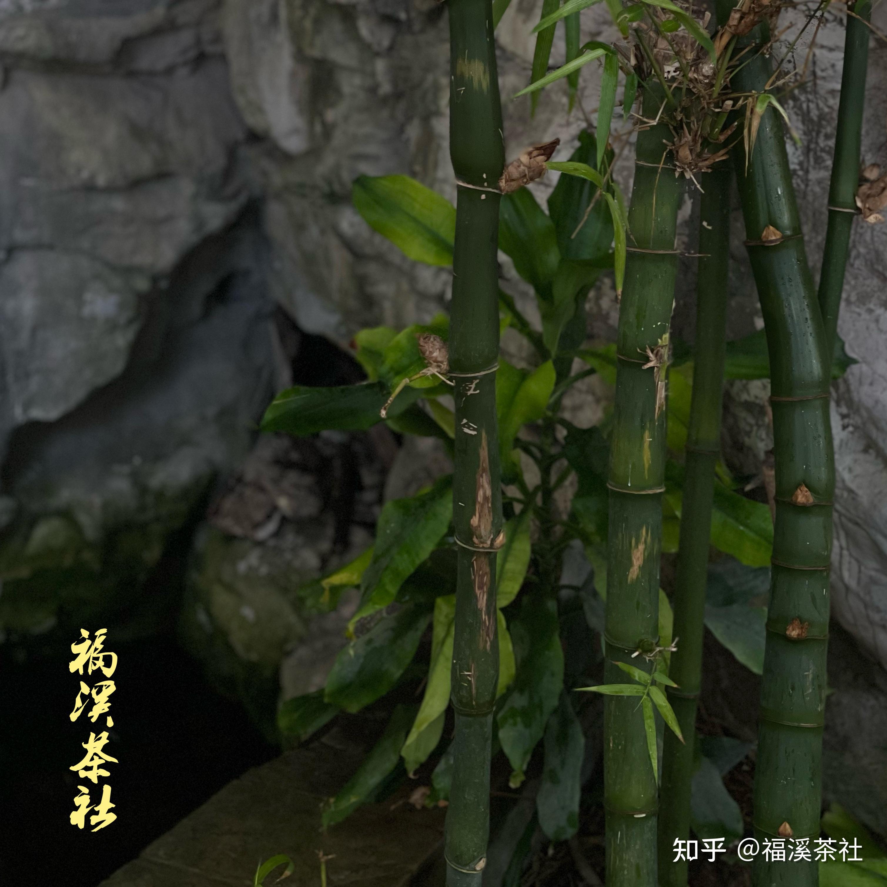 朝气蓬勃的惊蛰节气,挥别暮气沉沉的那颗心 - 知乎