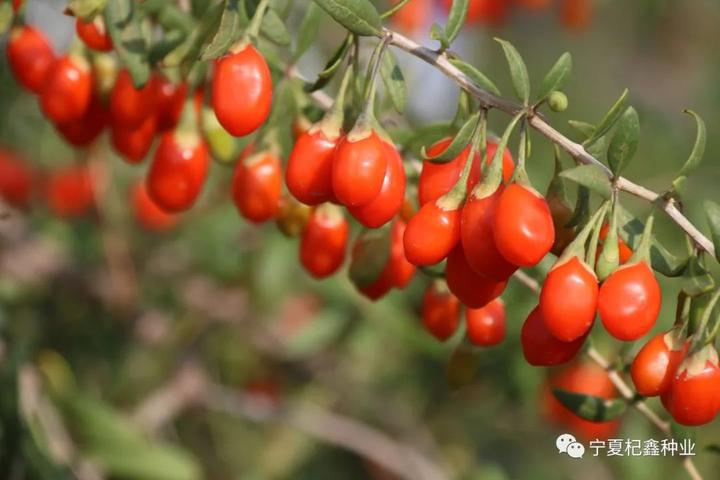 中国枸杞种植及良种业发展报告(3) - 知乎