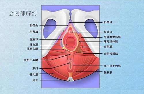 会阴撕裂对于女性有哪些危害