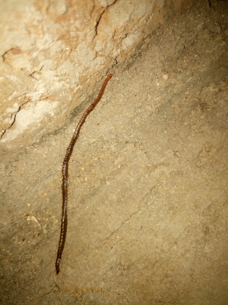 黑色细长条,s形爬得超快,是什么虫?